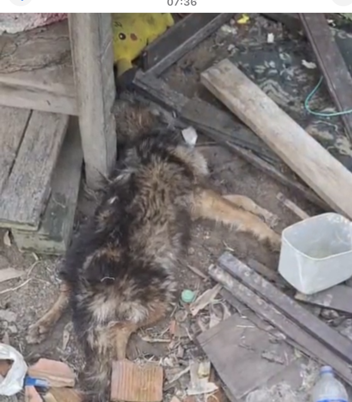 Homem é preso em flagrante por maus-tratos contra cachorro em Ibirama