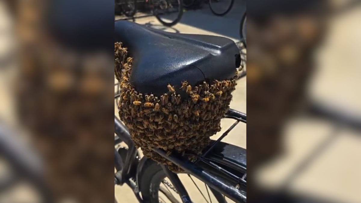 Vídeo de enxame de abelhas “invadindo” bicicleta em Joinville viraliza nas redes sociais