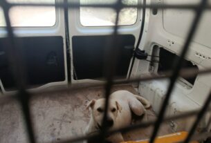 Força-tarefa em Witmarsum garante lar definitivo para cadela Kyara e seus quatro filhotes