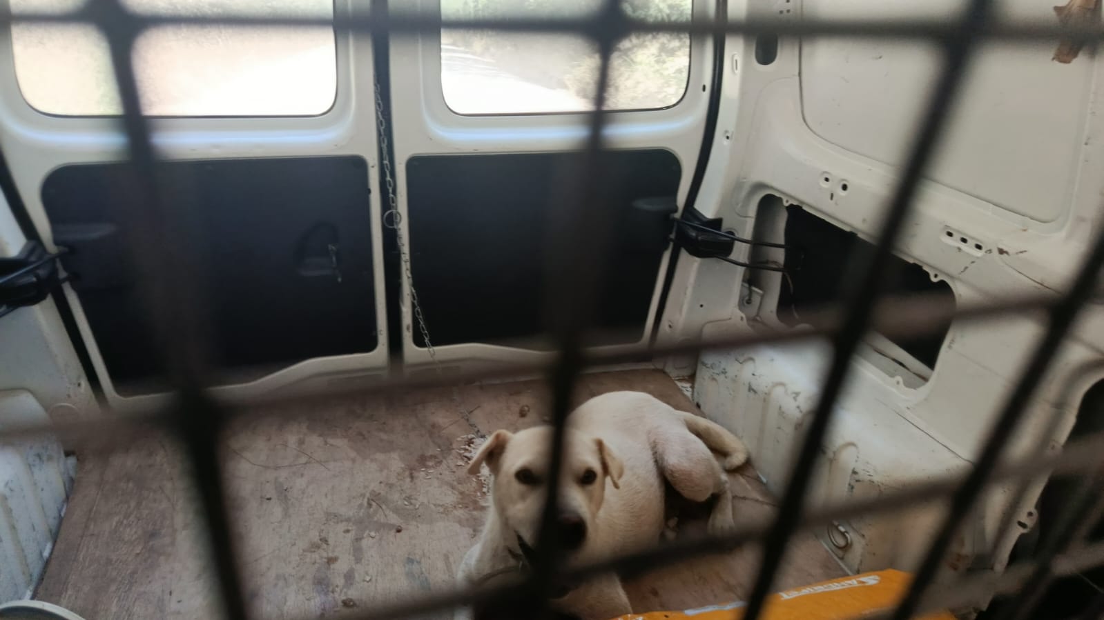 Força-tarefa em Witmarsum garante lar definitivo para cadela Kyara e seus quatro filhotes