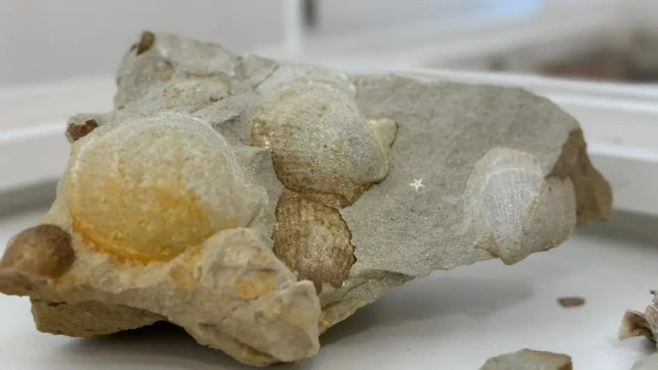 Riqueza Paleontológica: Fósseis em Taió revelam segredos de 290 milhões de anos