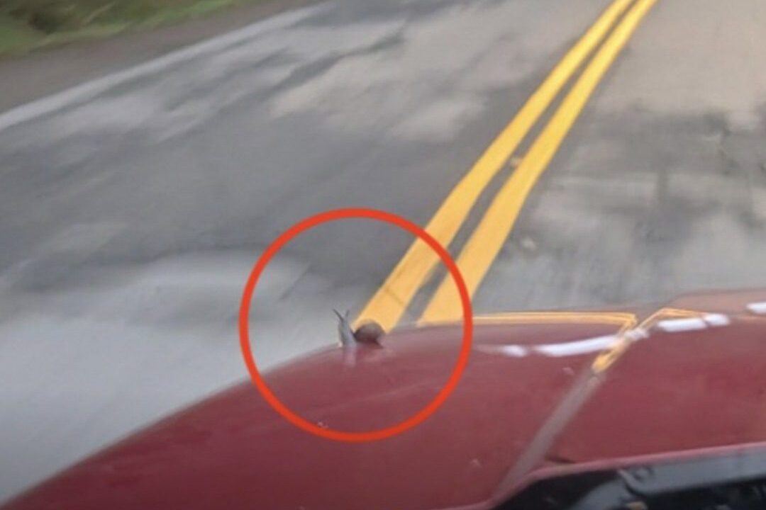Motorista confunde “passageiro” com folha seca e descobre caracol aventureiro após viagem de 6 km