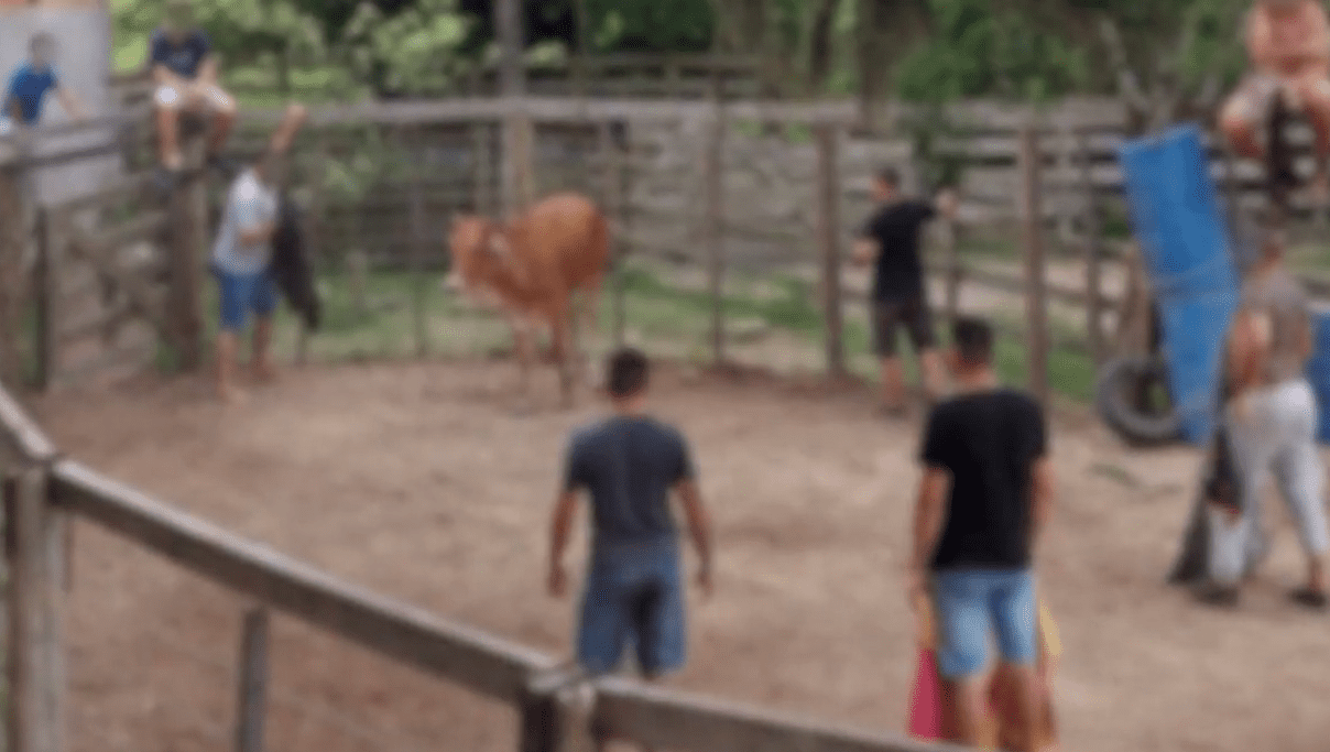 Polícia Civil indicia 40 pessoas por esquema organizado de “Farra do Boi” em SC