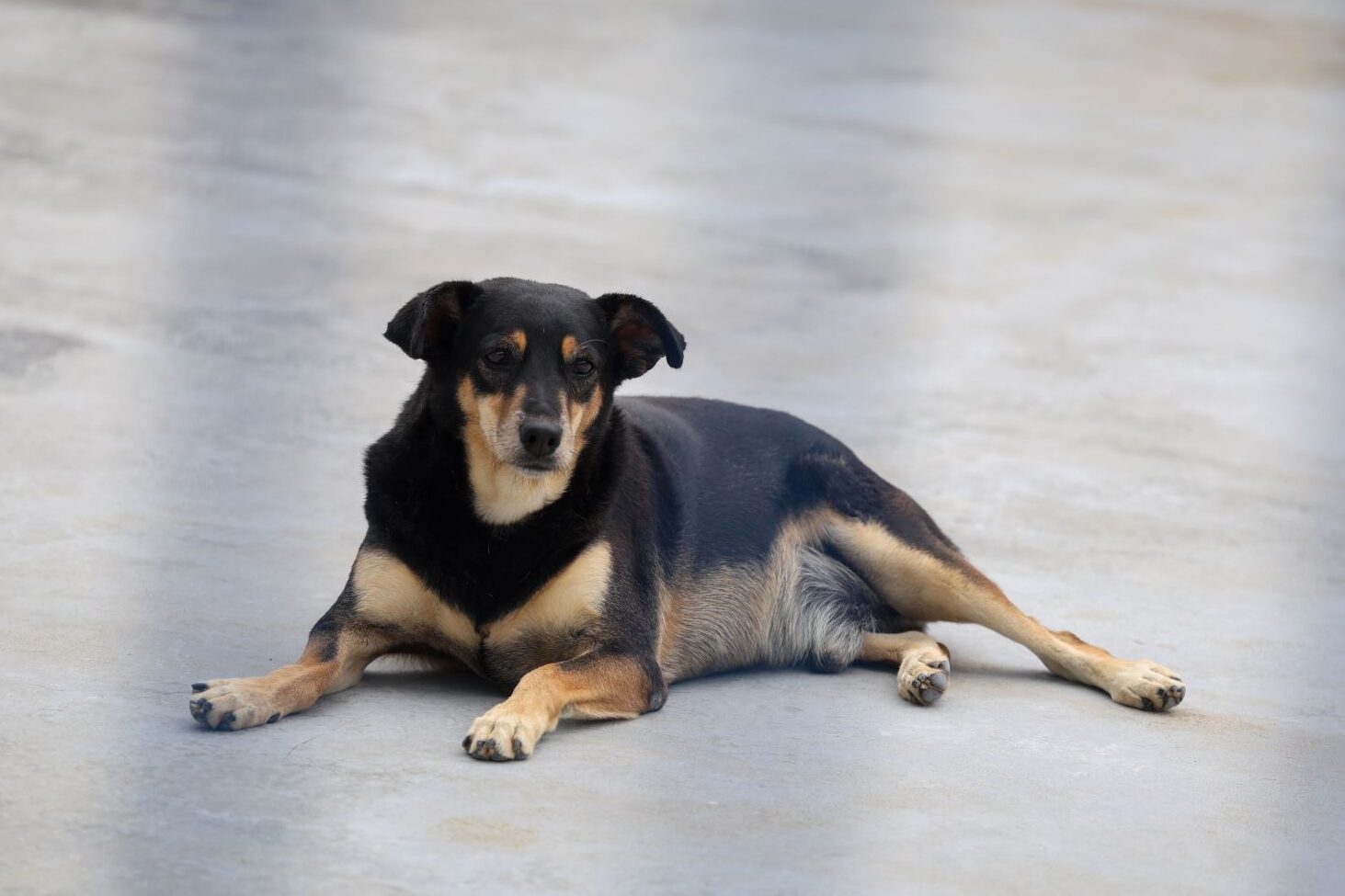 Ibirama abre inscrições para castração e microchipagem gratuita de cães e gatos