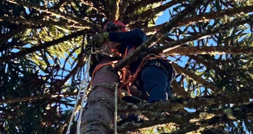 Bombeiros alertam para explosão no número de acidentes graves durante a colheita do pinhão em SC