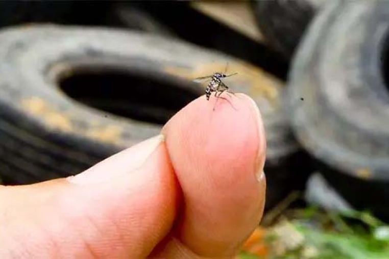 Ibirama ultrapassa 400 focos do mosquito da dengue e Vigilância faz alerta à população
