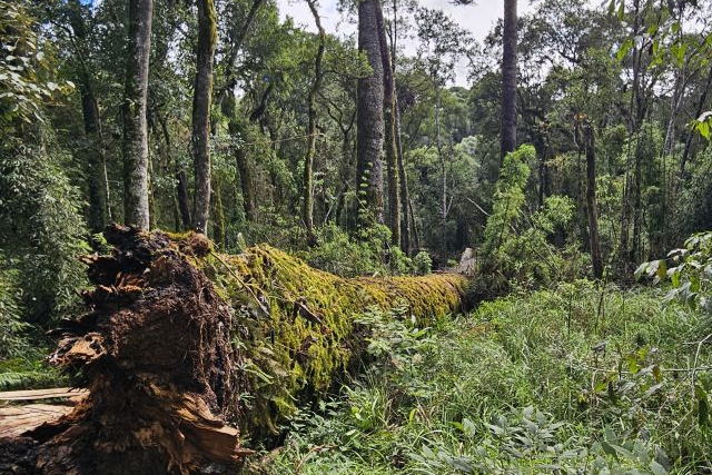 Queda de araucária gigante em Caçador mobiliza pesquisadores para resgate de DNA centenário