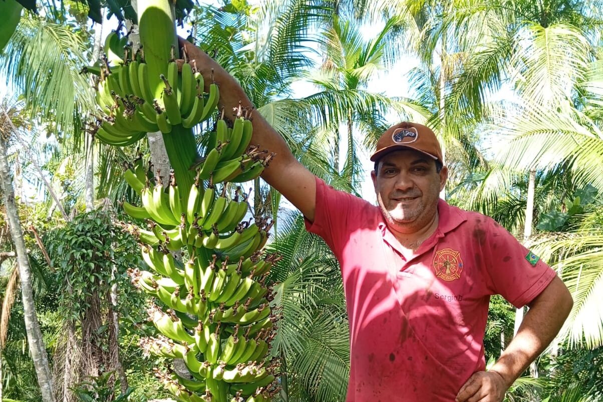 Produção de banana ganha força em Ibirama como alternativa de renda no campo
