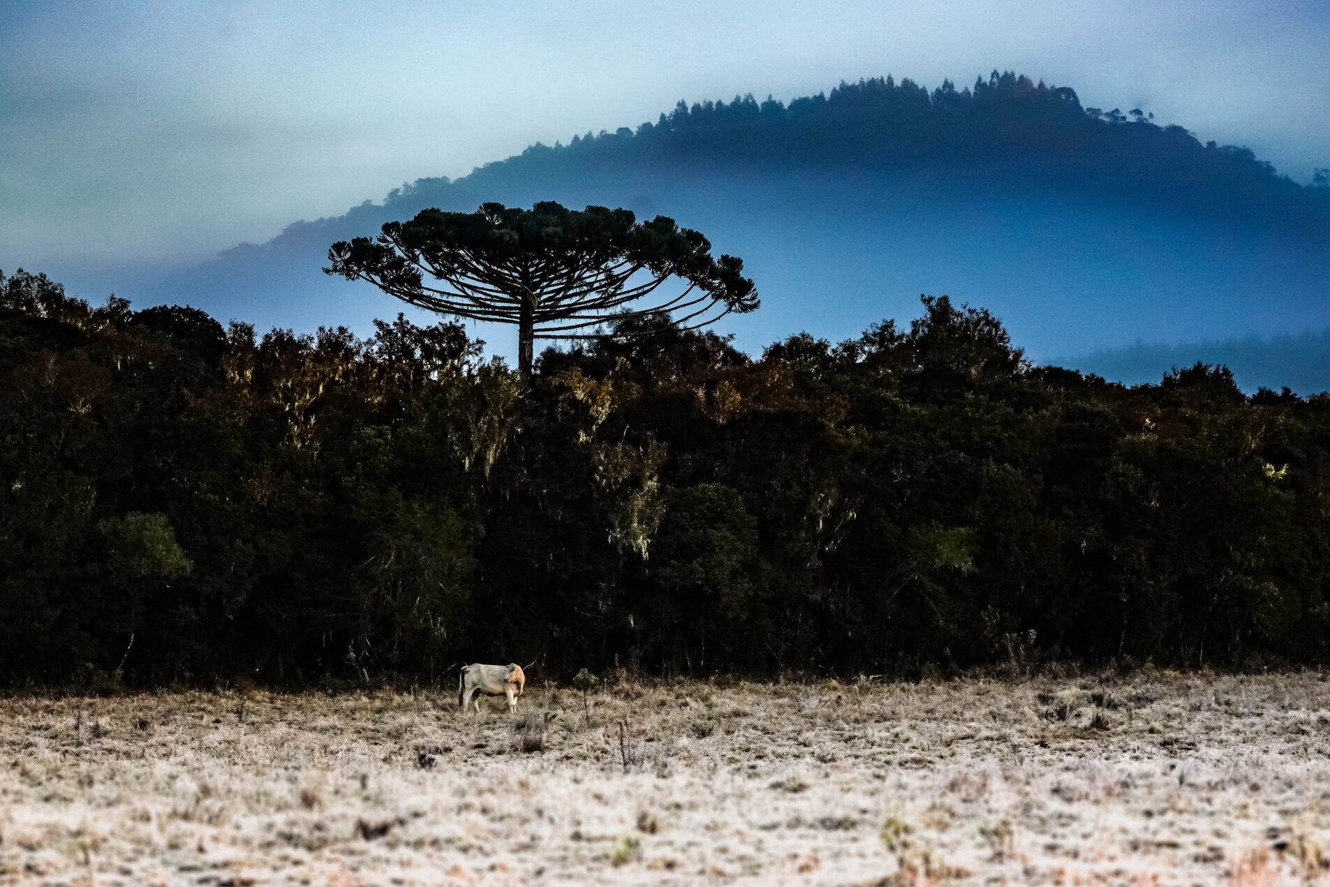 Inverno começa em Santa Catarina com onda de frio intenso