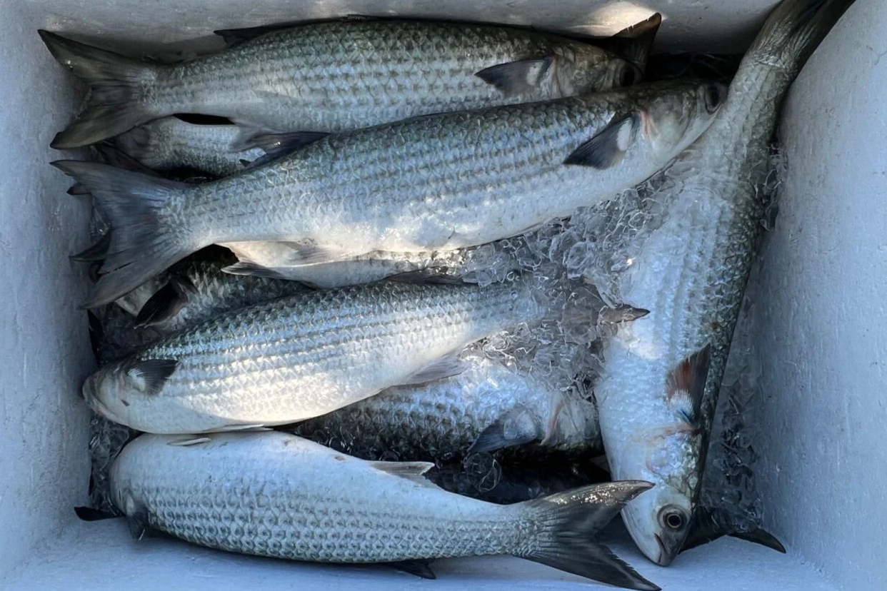 Pesca de tainha por arrasto de praia é suspensa após atingir limite da cota
