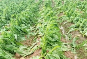 Granizo provoca prejuízos em lavouras de tabaco e cerca de 100 produtores já comunicam perdas no Alto Vale