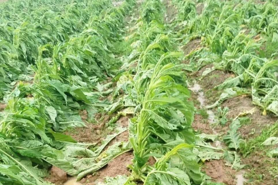 Granizo provoca prejuízos em lavouras de tabaco e cerca de 100 produtores já comunicam perdas no Alto Vale