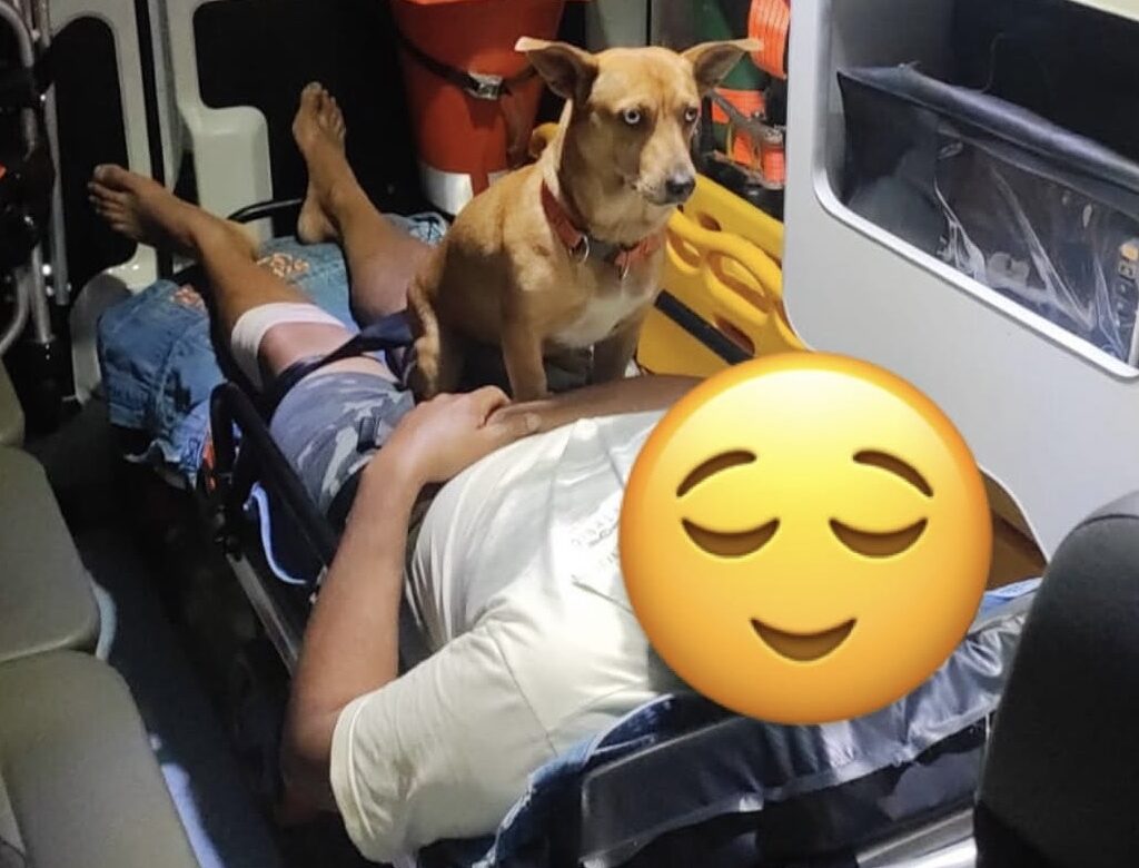 Cão acompanha tutor durante atendimento do SAMU em Ibirama e emociona equipe
