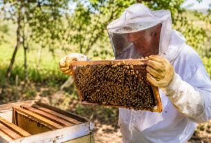 Ibirama recebe Encontro Regional de Apicultura e Meliponicultura neste sábado