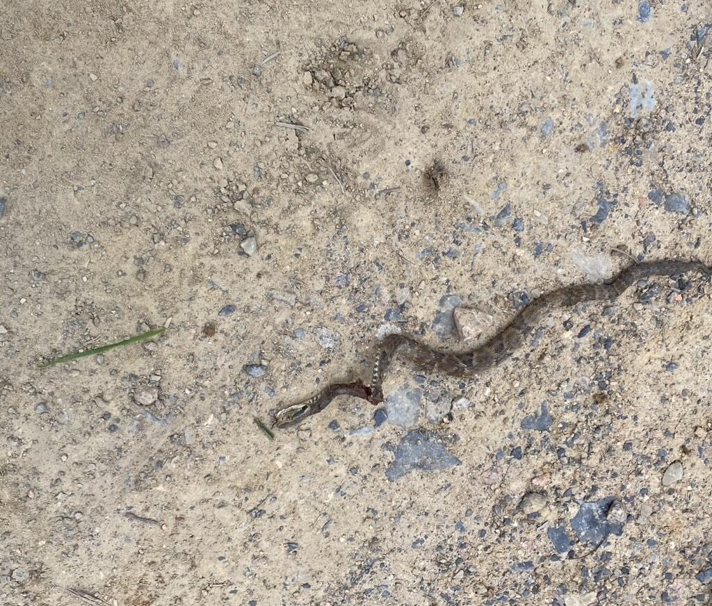 Mulher de 66 anos é picada por jararaca enquanto cuidava do jardim