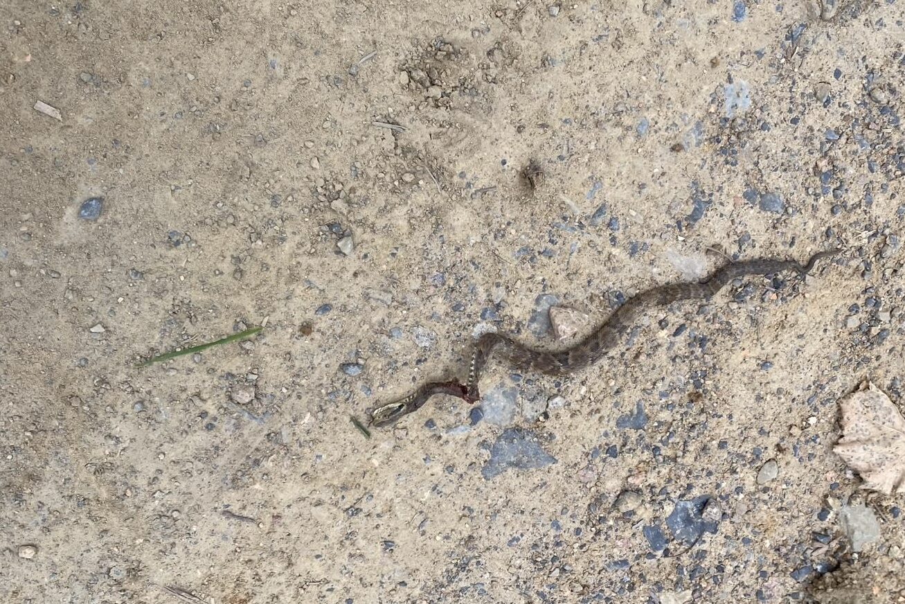 Mulher de 66 anos é picada por jararaca enquanto cuidava do jardim