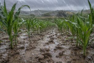 Alerta no campo: Cravil orienta sobre manejo e proteção do solo diante do El Niño