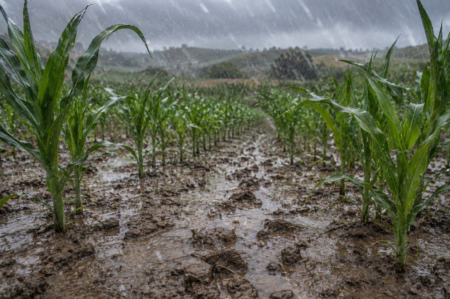 Alerta no campo: Cravil orienta sobre manejo e proteção do solo diante do El Niño
