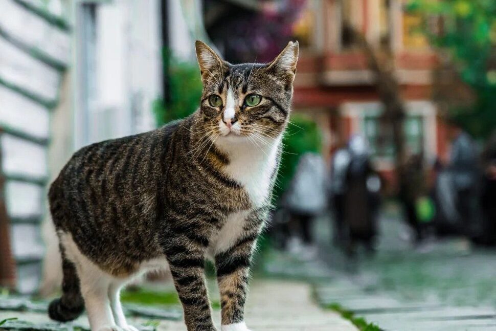Universidade vai apurar vídeo com suspeita de maus-tratos contra gato em Rio do Sul