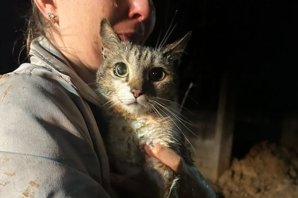 Gato é resgatado após ficar preso em tubulação de água em Apiúna